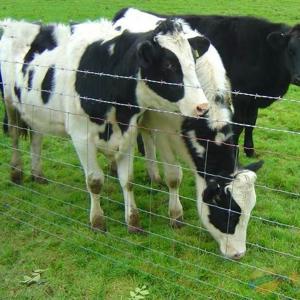 China 2.6m Height Rot Proof Hinge Joint Fence Barbered Wire Durable Best Field Fence For Cattle factory