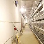 Manual Feeding System 45 Days Chicken Cage , 3 Tiers Chick Rearing Cage