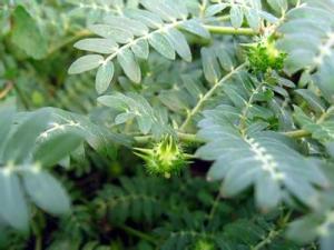 China Tribulus Terrestris Pure Extract, CAS No.55056-80-9, CAS No.: 11006-75-0, Saponins 20%,Protodioscin 10% factory