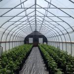 USA Market Single Tunnel Automated Greenhouse Blackout Systems For Herb Growing