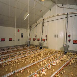 China Automated Steel Poultry House with Fireproof Insulation factory