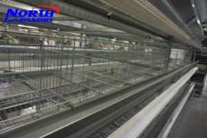 China CHICKEN CAGES IN KENYA factory