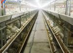 3 Tiers-10 Tiers Poultry Farm Cage Automatic Feeding Chicken House Cage