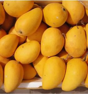 Fruit And Vegetable Mango Processing Line 50 Tons / Hour