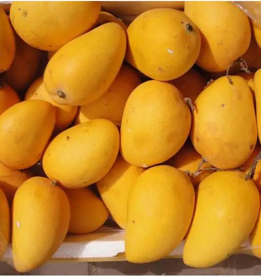China Full Automatic Mango Processing Line 50 Tons / Hour factory