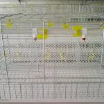 Hot Dipped Galvanized Broiler Chicken Cage H Type 4 Tier 2 Doors for farm