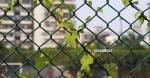 vinyl fence,PVC coated Chain Link Fence, Commercial fencing