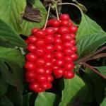 Schisandra Extract 2% ,5%, 9%Schisandrins, anti aging, Protect liver,CAS.: 7432