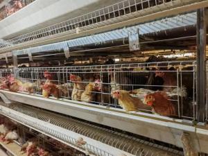 China Automatic Birds Harvesting Battery Chicken Cage For Broilers Chicken Raising Equipment factory