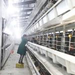 90 - 256 Birds Battery Cage System , Durable Enriched Cages For Laying Hens