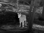 IP67 2× Zoom Infrared Clip On Thermal Weapon Scope