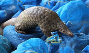 China Outdoor garden sculptures statues pangolin toy model fiberglass nature painting as decoration statue in garden factory