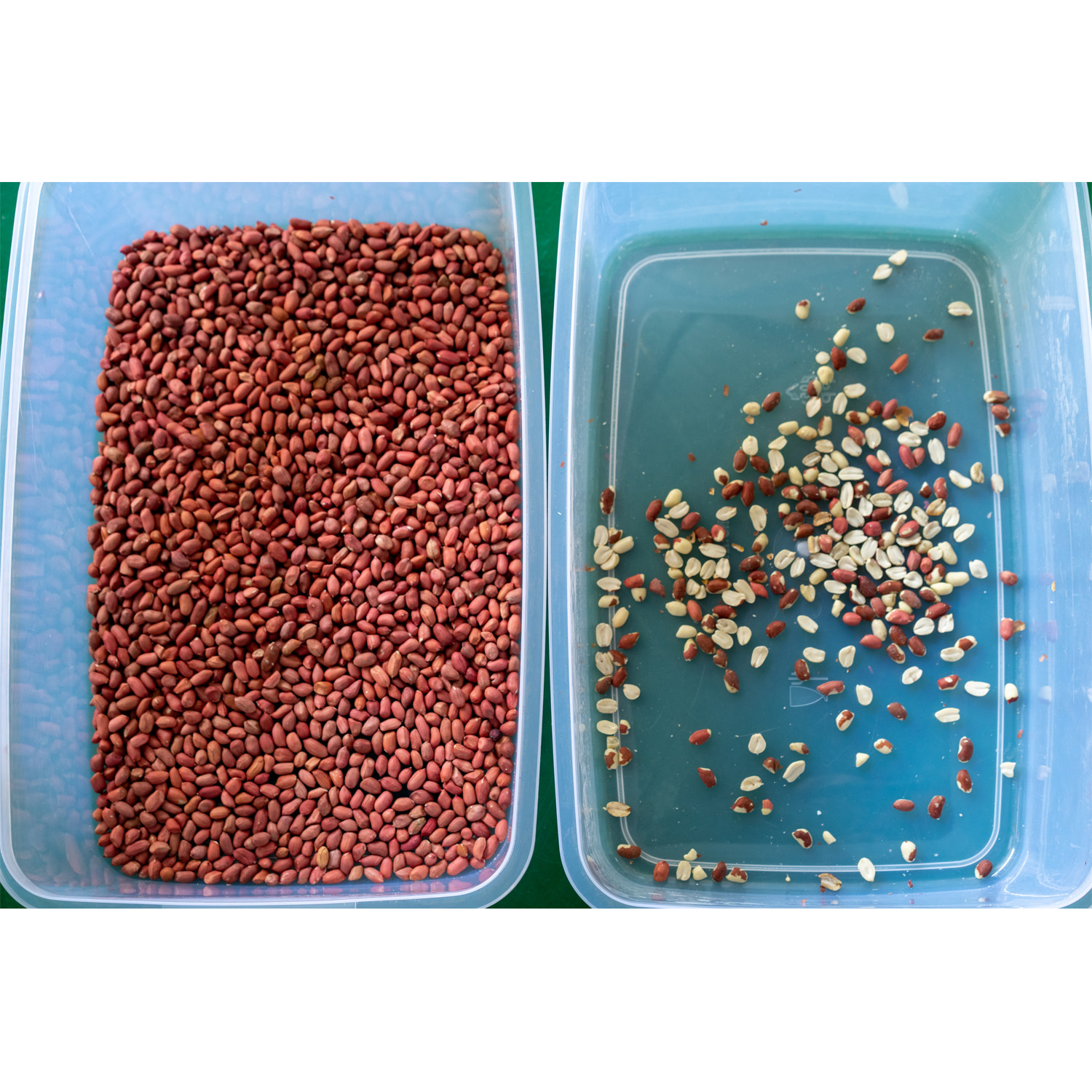 Automatic 10 Chutes Cashew Nuts Color Sorter With Color LCD Touch Screen