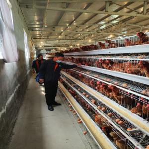 China Q235 Chicken Farming Equipment , 54-384 Birds/Set H / A Type Layer Cage factory