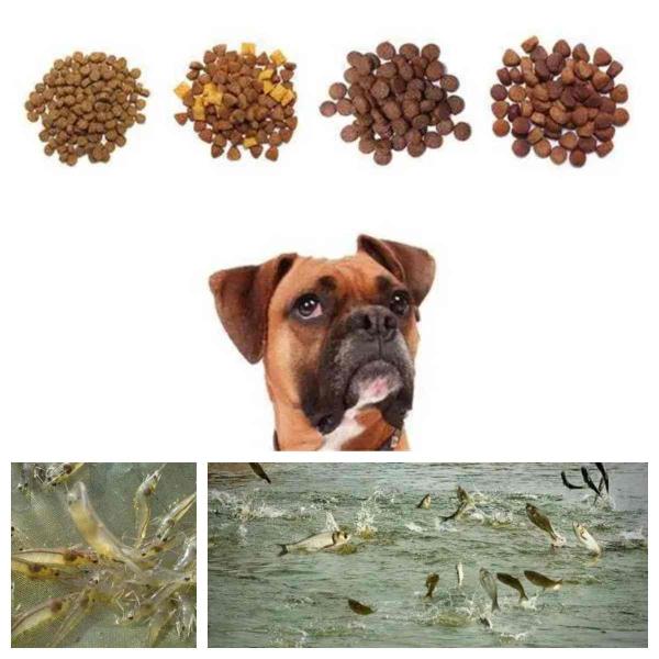 500-1000kg/H Dry Type Fish Feed Extruder Twin Screw Shrimp Feed Pellet Mill