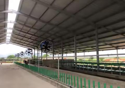 Low Cost Livestock Shelter Dairy Farm Barn Steel Structure Cow Shed For Live
