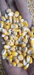 Continuous Galvanized Corn 200 Ton/Day Mixed Flow Dryer