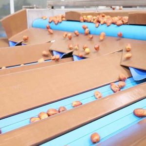 Advanced 8-Lane Palm Dates Sorting Machine 2.0 Tons Per Hour With MD Certificate