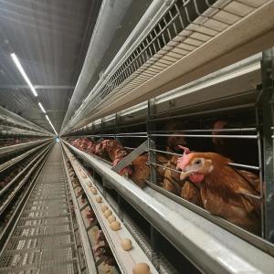 China Egg Chicken Automatic Battery Cages Hot Galvanized factory