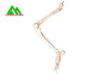Arm And Leg Bone Medical Teaching Models Water Resistant Lightweight