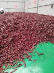 500 shu Dried Guajillo Chili Sweet Paprika Pepper BRC /Halal /ISO
