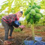 50TU/MG-1000TU/MG Papain From Papaya Food Grade Pharmaceutical Grade