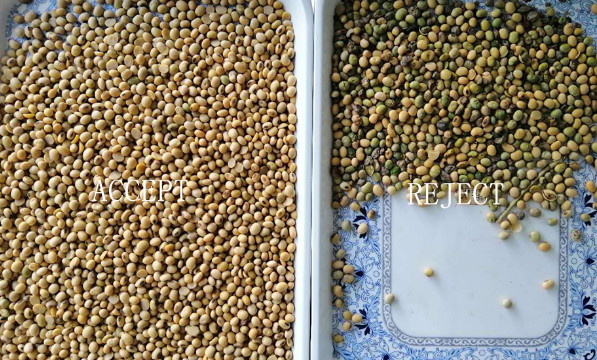 1 Chute Roasted Coffee Bean Color Sorter Auto Computing