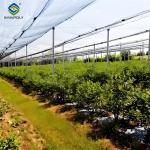 Single Span Greenhouse Metal Frame Greenhouse For Blueberry Production
