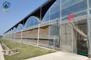 China Agriculture Tomato Tunnel Greenhouse Multi Span Horticulture Tropical Greenhouse factory