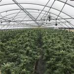 Single Polytunnel Green House Light Dep System With LED Grow Light