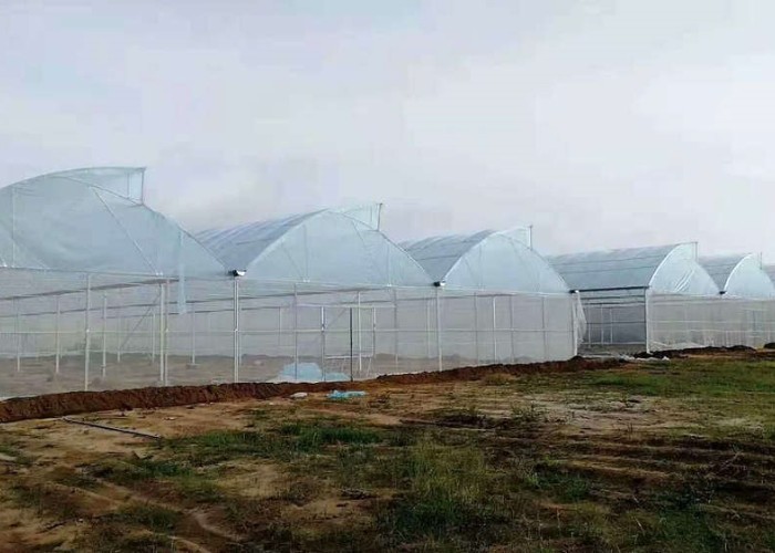 40 Mesh Insect Net Covered Multi Span Sawtooth Type Greenhouse For Rose In Tropical Area