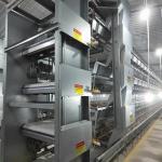 5000 Birds Broiler Poultry Cage Farm Hot Dip Galvanized Battery H Frame Farm