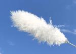 DIY Projects Preserved Fresh Flowers Pampas Dried Decor OEM ODM