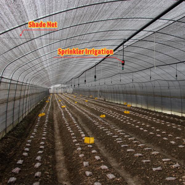 Mushroom Growing Black White PEP Mushroom Farm Greenhouse Agricultural