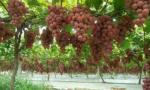 Reflective Metalized PE Film Apples Grapes Biodegradable Shrink Film