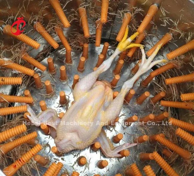 220v 380v Stainless Steel Chicken Plucker Broiler Processing Equipment Star