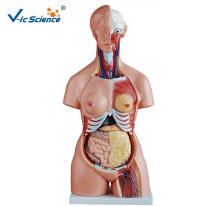 China PVC Human Torso Model 85cm Tri - Sex Torso 21 Parts For Teaching Demonstration factory