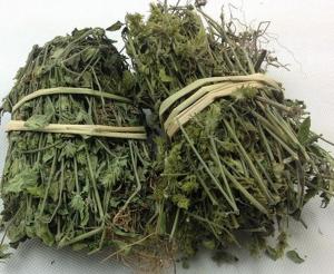 China Creeping Rostellularia Herb Rostellularia procumbens L Nees herbal medicine whole plant Jue chuang on sale