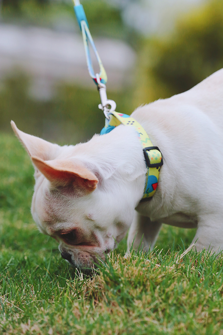 30m Sublimation Dog Leash