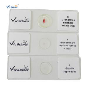 China Specimen Medical 50pcs Set Parasite Microscope Slides 1.2mm factory