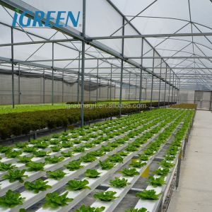 Customized Poly Tunnel Greenhouse Multi Span Agricultural polycarbonate tunnel