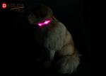 100% Eco - Friendly Safety Night Light Adjustable Dog Collar Puppy Cat Flashing