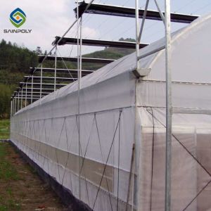 China Agriculture Planting Large Plastic Film Multi Span Greenhouse 5.3m on sale