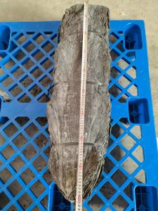 China Japanese Seaweed Phaeophyceae Nutrient Rich Sea Vegetable Dry Kelp Shoots Sea Kombu Fronds factory