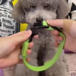 Hundehalsband Lighted Dog Collars Rechargeable Nylon XS XL LED Pet Collar