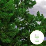 CAS 8002-9-3 ISO Certificate Pine Needle Essential Oils For Aroma Diffusers