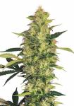Greenhouse 4000K Samsung LM301B UV LED Grow Lights