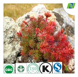 China rhodiola rose extract wtih Rosavins 3% and Salidrosides 3% by HPLC on sale