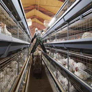 China Commercial 4 Layer Broiler Chicken Cage 80Birds/Set SONCAP Certificated factory