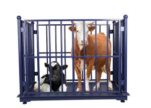 China Portable 3T Livestock Weighing Scales Carbon Steel factory